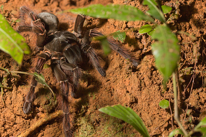 Female THeraphosa ___ just outside her burrow. 
