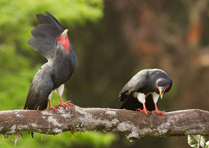 Red-throated Caracaras (Ibycter americanus)