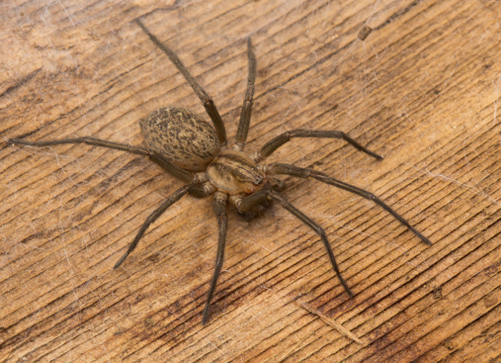 female house spider