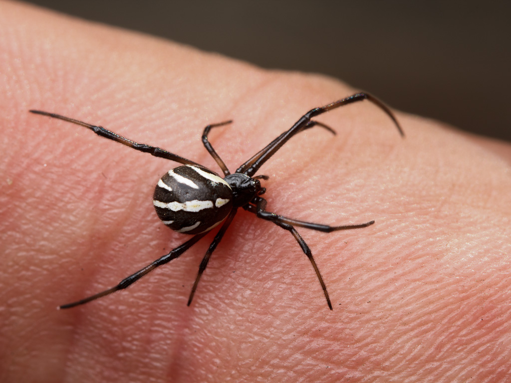 juvenile black widow spider