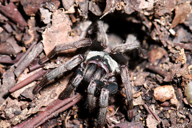 Nemesiidae (M Hedin)