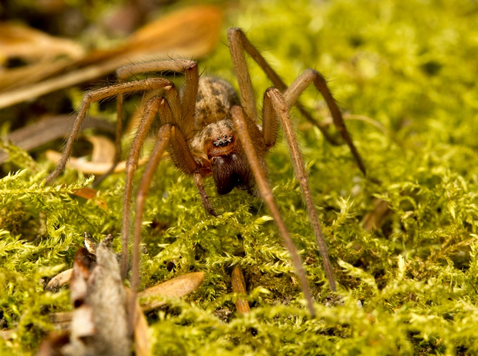 Custom essay services writing spider myths arachnids