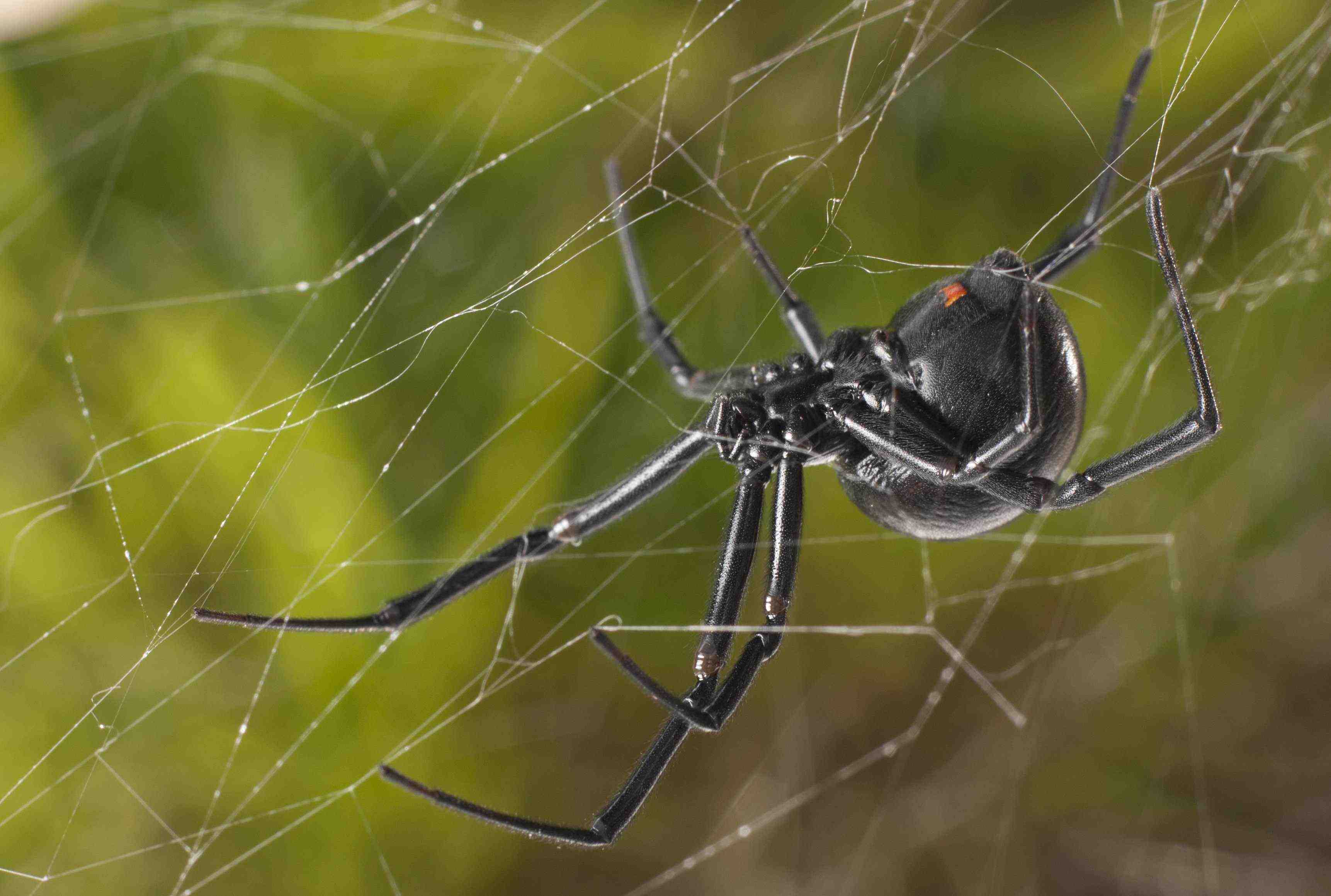 Black Widow Spider Identification & Behavior